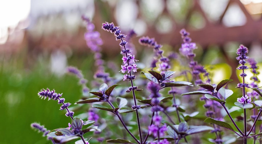 Lila Bl&uuml;ten mit gr&uuml;nen Bl&auml;ttern vor unscharfem Hintergrund