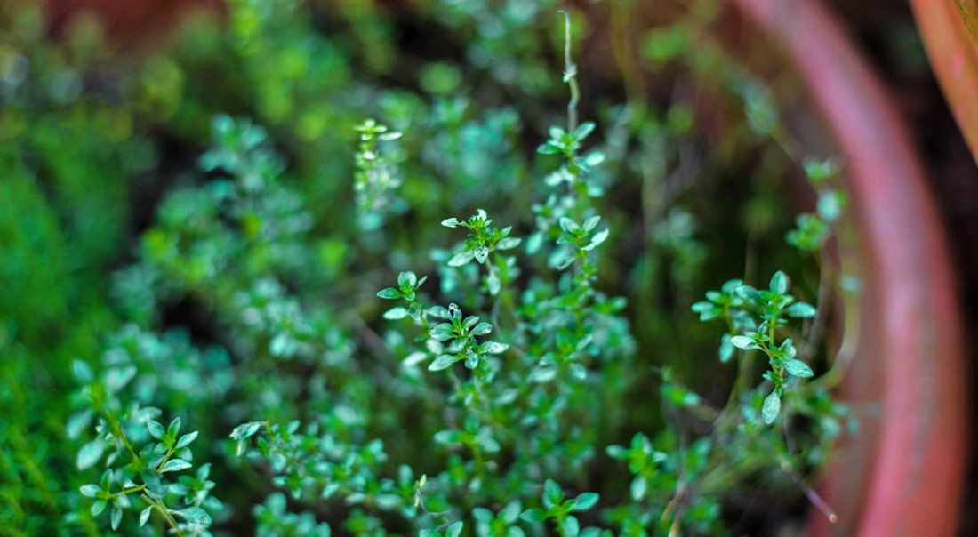 Kleine gr&uuml;ne Pflanzen wachsen dicht in einem Topf im Garten