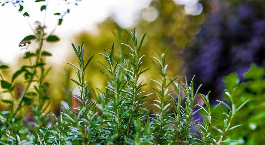 Gr&uuml;ne Kr&auml;uter im Garten bei unscharfem Hintergrund