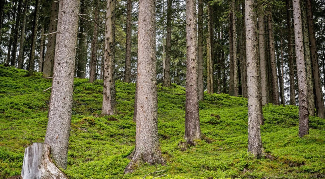 Wald im Nationalpark Hohe Tauern