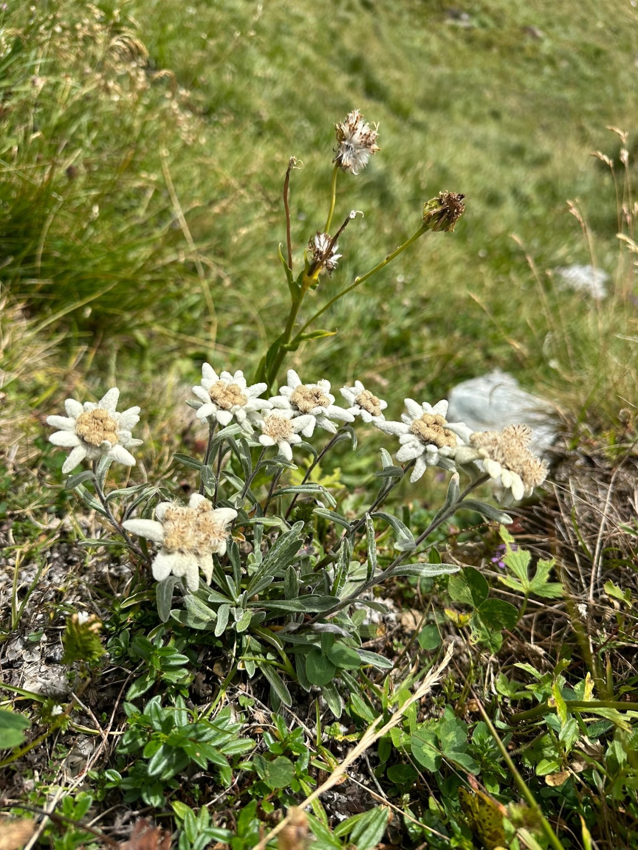Edelweisswiese auf der Kammerscharte