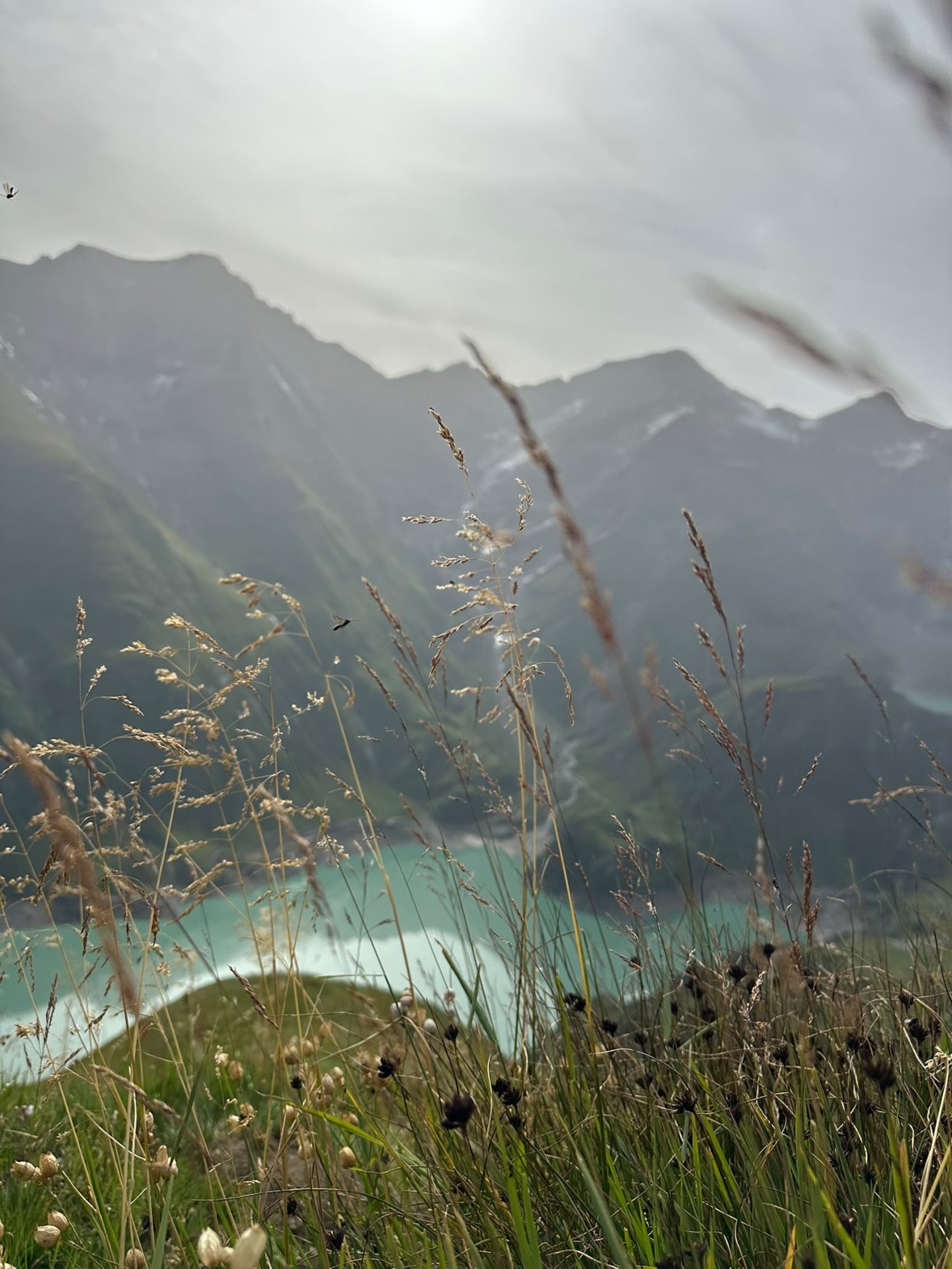 Wald im Nationalpark Hohe Tauern