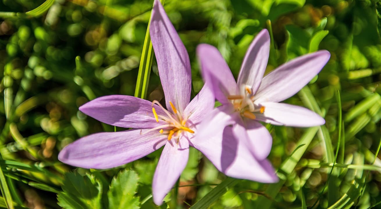 Blume auf der Almwiese am Weg zur Unterbergalm