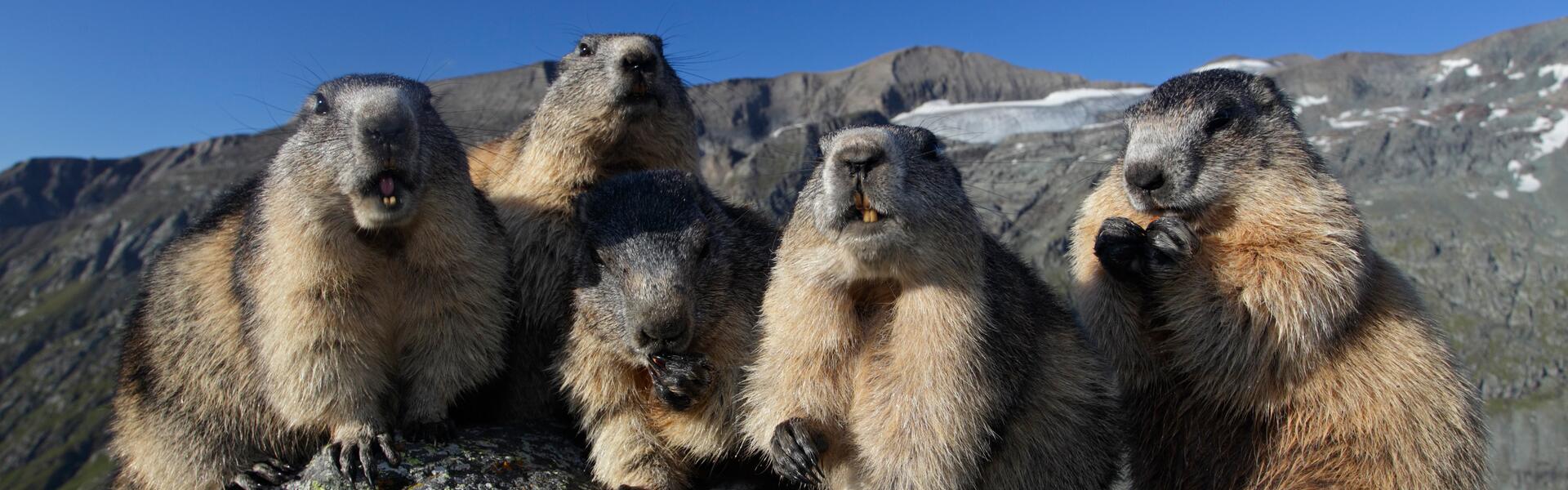 marmot