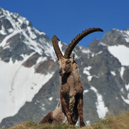 steinbock am grossglockner