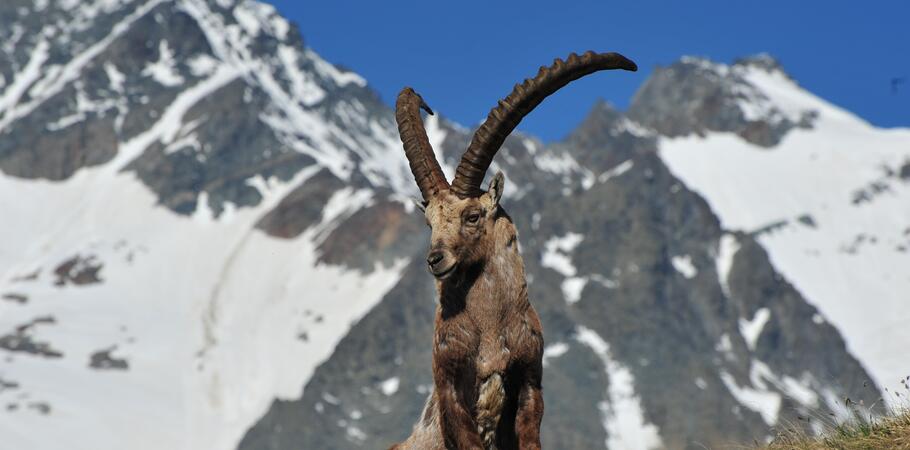 ibex at the grossglockner