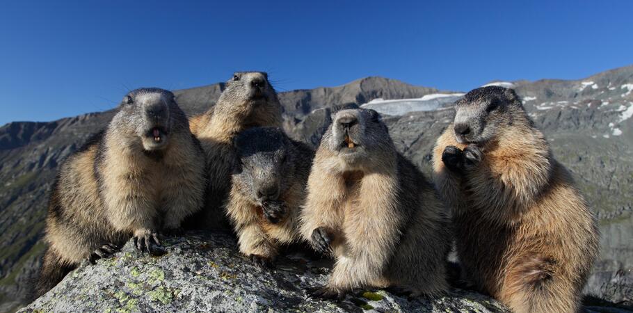 marmot