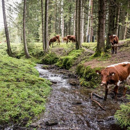 cows in the national park hohe tauern