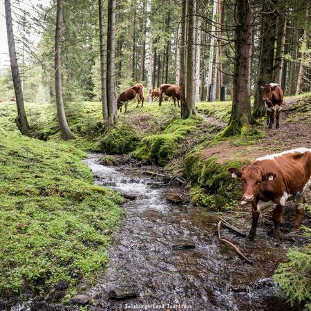 kühe im nationalpark hohe tauern